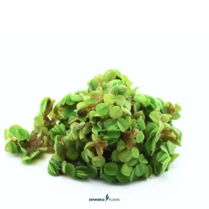 Jetzt Kaufen Zwergwasserfarn, Salvinia minima, In Vitro